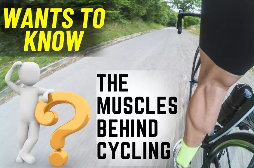 Have you ever wondered which muscle work while cycling