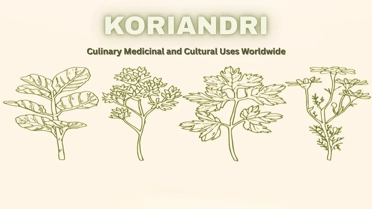Koriandri